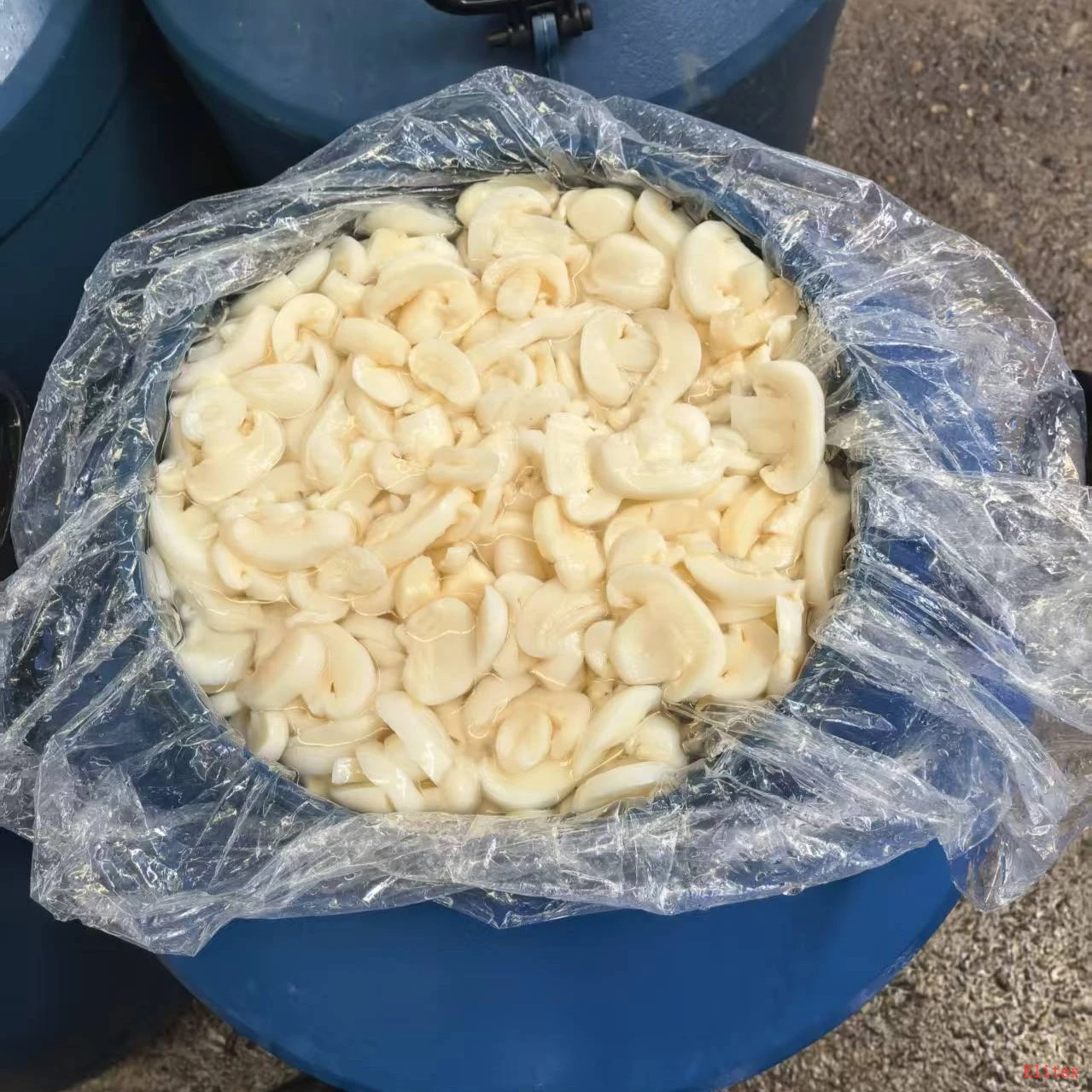 High Quality Drum Packed Brined Mushrooms high quality